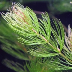 植栽から6日目　マツモ